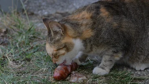 Cat eats a sausage Stock Footage 93447237