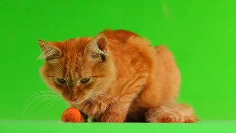 Cat eats the sausage on the green screen Video stock 95465807