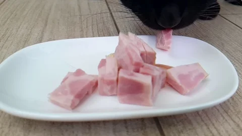 The cat eats the sausage from the plate Stock Footage 89711176