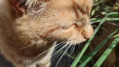 The Cat Eats Sedge. A Red Kitten Walks Among The Grass. Stock-Footage 243987910