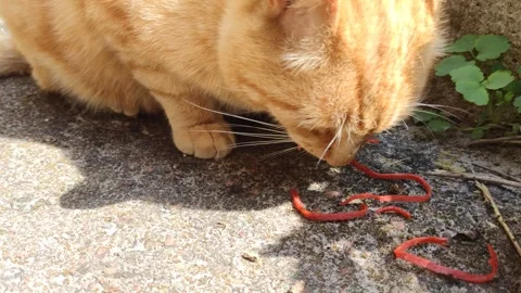 The Cat Eats Sedge. A Red Kitten Walks Among The Grass. Stock-Footage 243987927