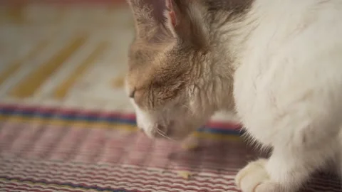 Cat eats something Video stock 210611911