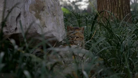 Cat Eats something In Tall Grass in the Park Stock Footage 123044411