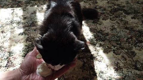 The Cat eats sour cream from the hands of the owner. Stock Footage 105174943