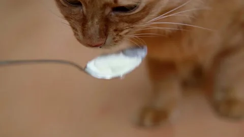 The cat eats from a spoon white cream food served for lunch to a ginger cat Stock Footage 171114428