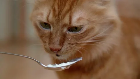 The cat eats from a spoon white cream food served for lunch to a ginger cat. Stock Footage 171116208
