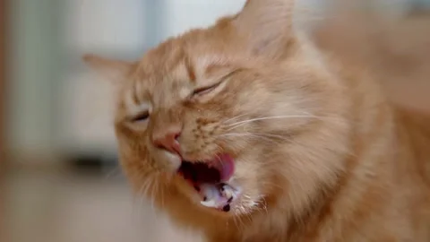 The cat eats from a spoon white cream food served for lunch to a ginger cat Stock Footage 171116545