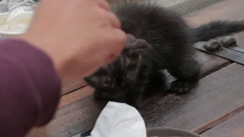 The cat eats on the table a cozy cafe. 库存影片 119131077