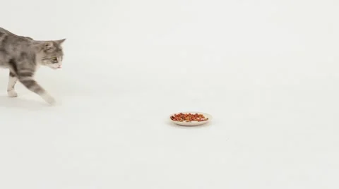 Cat Eats Tasty Food Video stock 51848577