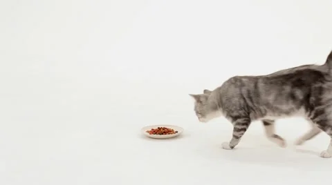 Cat Eats Tasty Video stock 51848690