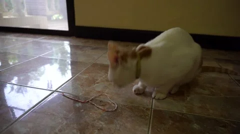 Cat eats thread Stock Footage 63422498