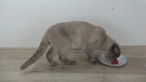 Cat eats tomatoes from plate Stock Footage 155154863