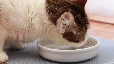 The cat eats wet food. Balanced nutrition for pets Stock Footage 233573450