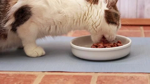 The cat eats wet food Video stock 233573448