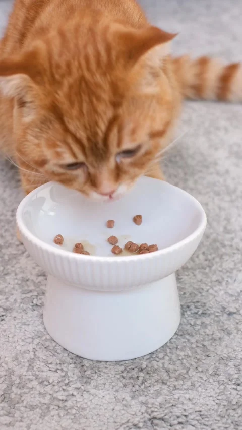 A cat eats wet food from a plate on gray background close-up, Stock Footage 346195333