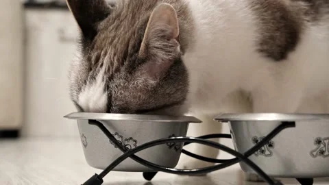 The cat eats wet food with pleasure. An old cat takes food. Stock Footage 171572111