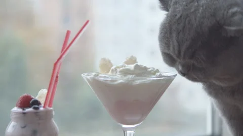 The cat eats whipped cream Stock Footage 68957449