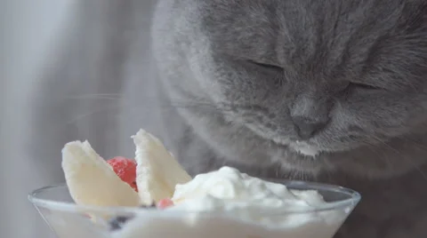 The cat eats whipped cream Stock Footage 68957548