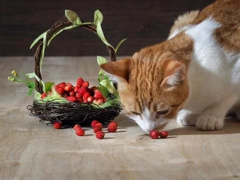 The cat eats wild strawberry Stock Photos