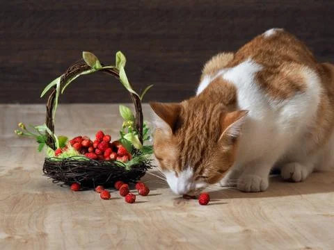 The cat eats wild strawberry Stock Photos