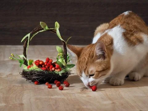 The cat eats wild strawberry Stock Photos