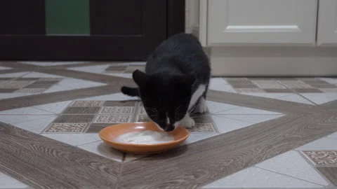 The cat eats yogurt on a plate Video stock 259038626