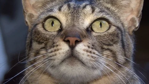 Cat Egypt Stock-Footage 106039623