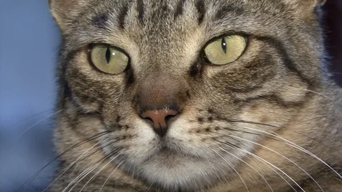 Cat Egypt Stock-Footage 106043081