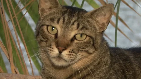 Cat of egypt Stock-Footage 133685821