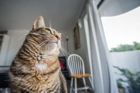 Cat elegance Stock Photos