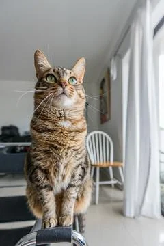 Cat elegance Stock Photos