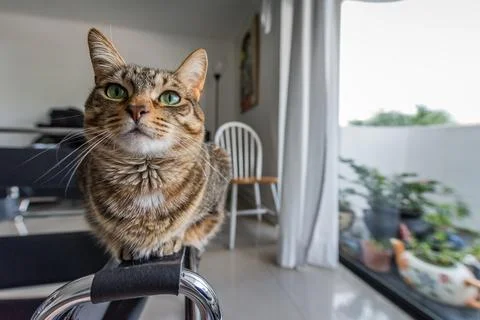 Cat elegance Stock Photos