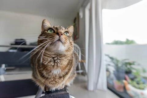 Cat elegance Stock Photos