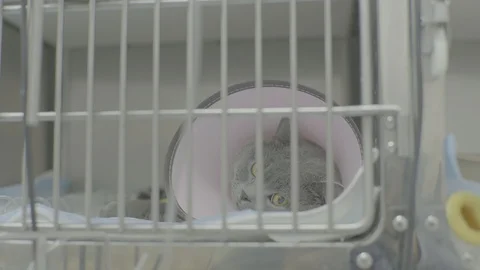 Cat with Elizabethan ring 스톡 동영상 126394966