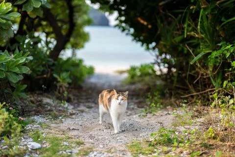Cat on an empty seaside street in spring in Aka Island, Zamami Village, Okinawa Stock Photos