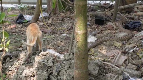 Cat Encountering Snake Video stock 333913771