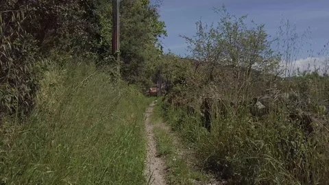 CAT AT THE END OF THE PATH Stock Footage 90132872