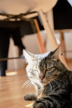 Cat enjoy the sun Stock Photos