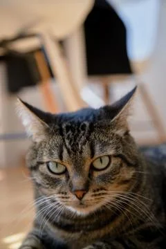 Cat enjoy the sun Stock Photos