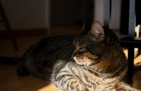 Cat enjoy the sun Stock Photos