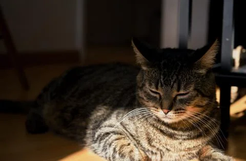Cat enjoy the sun Stock Photos