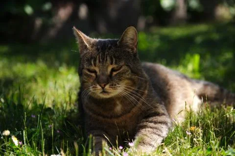 Cat enjoy sun Stock Photos