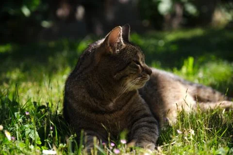 Cat enjoy sun Stock Photos