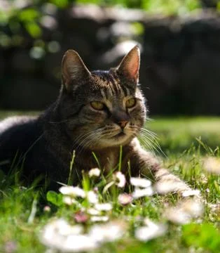 Cat enjoy sun Stock Photos