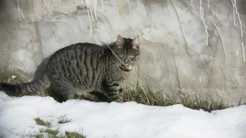 Cat enjoying the first signs of spring Stock Footage 171833221