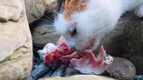A Cat Enjoying a Fish Meal Stock Footage 300683411