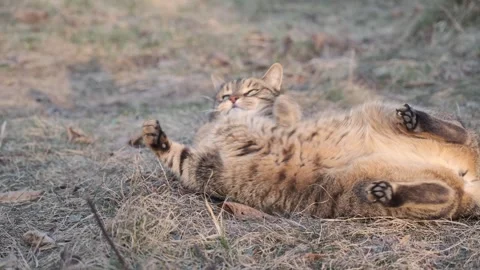Cat enjoying grass at sunset Vídeos de archivo 337126923