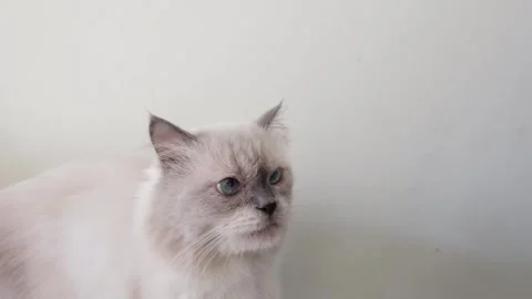 A cat is enjoying its supplement Stock Footage 264329409