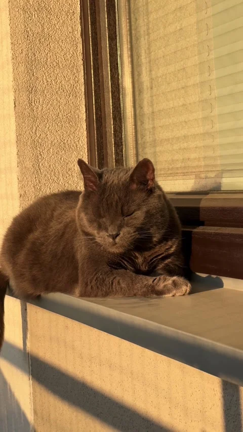 Cat Enjoying the Last Rays of Sun on Balcony Sill in Golden Evening Light Stock Footage 308810098