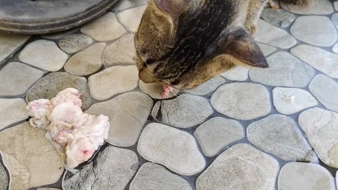 Cat enjoying raw meat served on a stone tile floor Vídeos de archivo 304066636